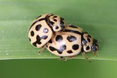 <i>Tytthaspis sedecimpunctata</i>