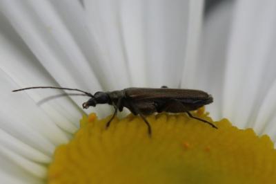 <i>Oedemera</i>