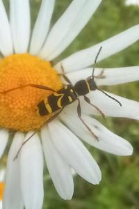 <i>Clytus arietis</i>
