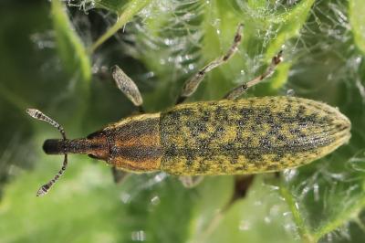 <i>Lixus filiformis</i>