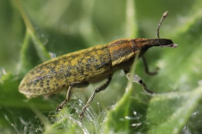 <i>Lixus filiformis</i>