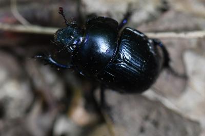 <i>Anoplotrupes stercorosus</i>