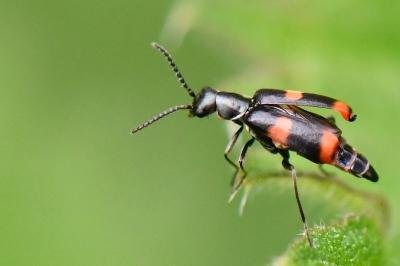<i>Anthocomus fasciatus</i>