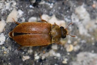 <i>Byturus ochraceus</i>