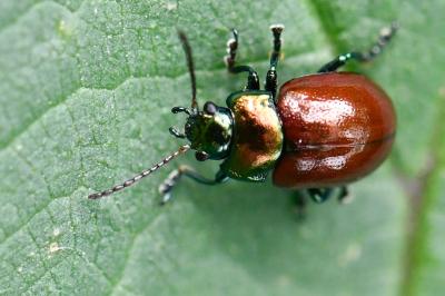 <i>Chrysolina polita</i>