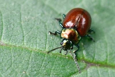 <i>Chrysolina polita</i>