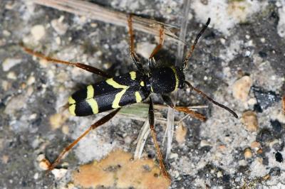 <i>Clytus arietis</i>