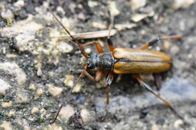 <i>Cortodera humeralis</i>
