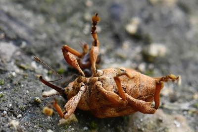<i>Curculio pellitus</i>
