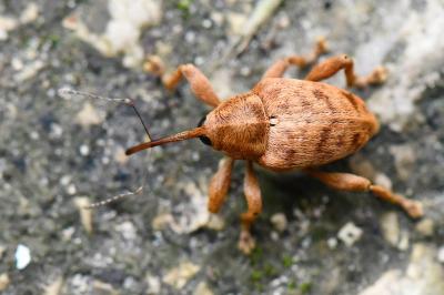 <i>Curculio pellitus</i>