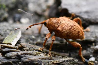 <i>Curculio pellitus</i>