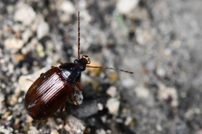 <i>Gonodera luperus</i>