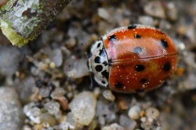 <i>Harmonia quadripunctata</i>