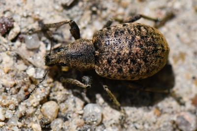 <i>Liophloeus tessulatus</i>