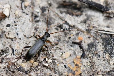 <i>Grammoptera ruficornis</i>