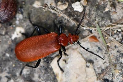 <i>Pyrochroa serraticornis</i>