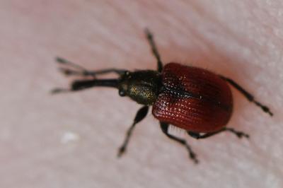 <i>Tatianaerhynchites aequatus</i>