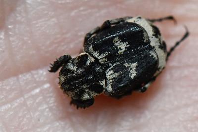 <i>Valgus hemipterus</i>