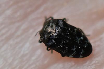 <i>Trachys minutus</i>