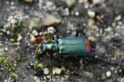 <i>Malachius bipustulatus</i>