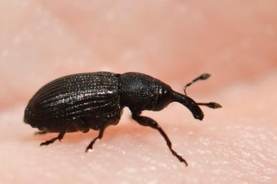 <i>Magdalis armigera</i>