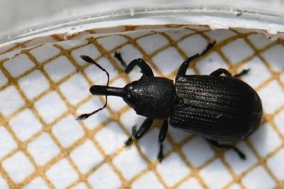 Magdalis armigera