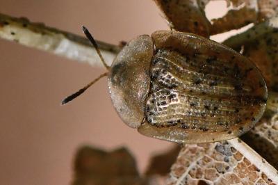 <i>Cassida nebulosa</i>