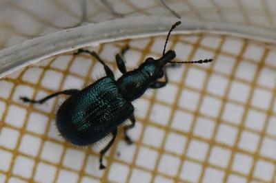 <i>Lasiorhynchites</i>