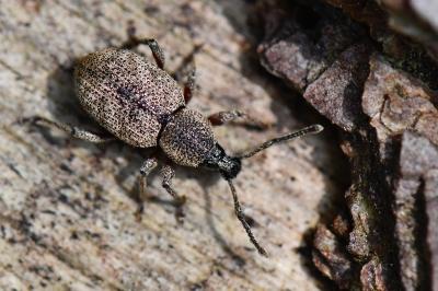<i>Otiorhynchus singularis</i>