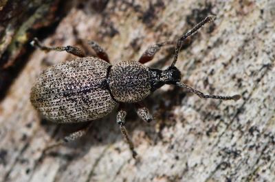 <i>Otiorhynchus singularis</i>