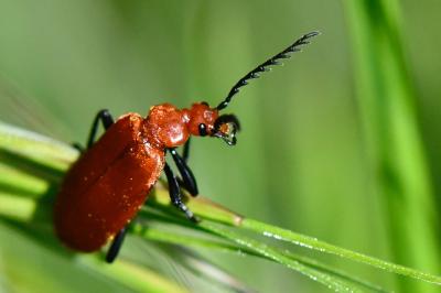 <i>Pyrochroa serraticornis</i>