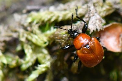 <i>Attelabus nitens</i>