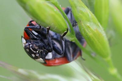 <i>Coccinella septempunctata</i>