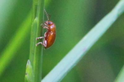 <i>Sphaeroderma</i>