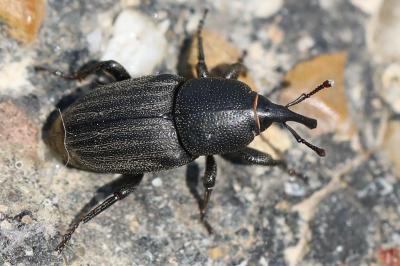<i>Sphenophorus</i>