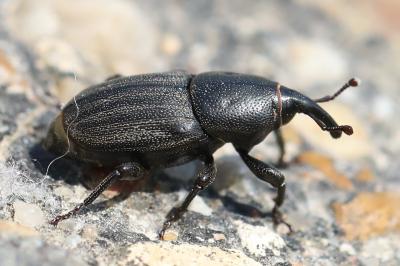 <i>Sphenophorus</i>