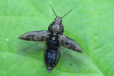 Prosternon tessellatum