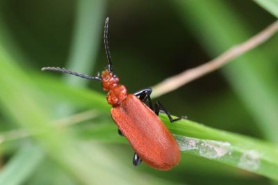 <i>Pyrochroa serraticornis</i>