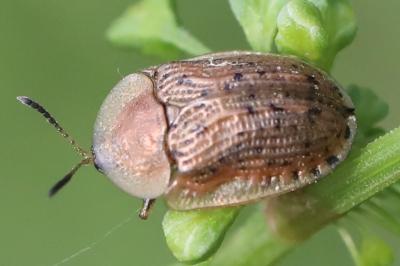 Cassida nebulosa