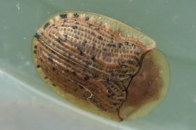 <i>Cassida nebulosa</i>