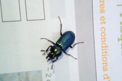 <i>Platycerus caraboides</i>