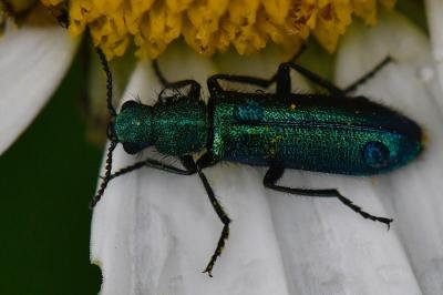 <i>Psilothrix viridicoerulea</i>