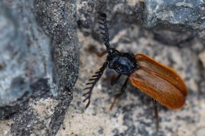 <i>Drilus flavescens</i>