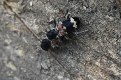 Clairon mutile