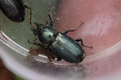 <i>Platycerus caraboides</i>
