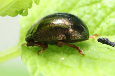 <i>Chrysolina bankii</i>