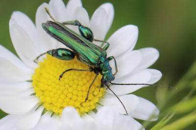 <i>Oedemera nobilis</i>