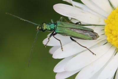 <i>Oedemera nobilis</i>