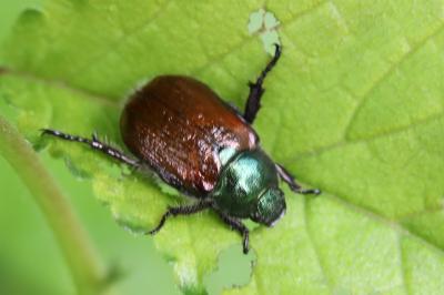 <i>Phyllopertha horticola</i>