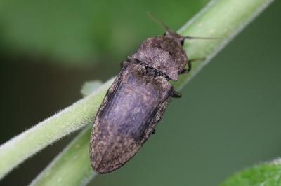 <i>Agrypnus murinus</i>